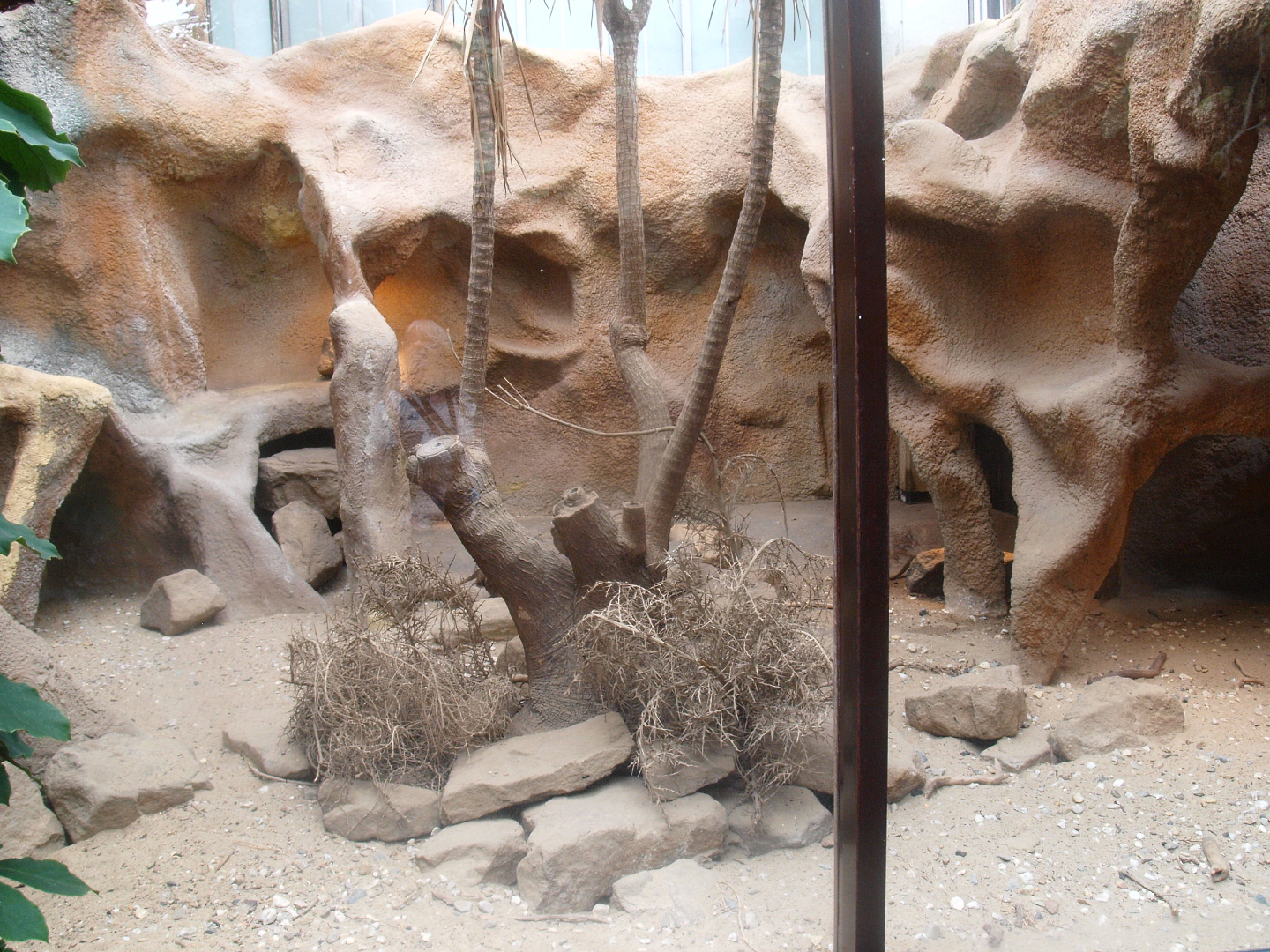 Africa House - Dwarf mongoose exhibit, 2015-07-19