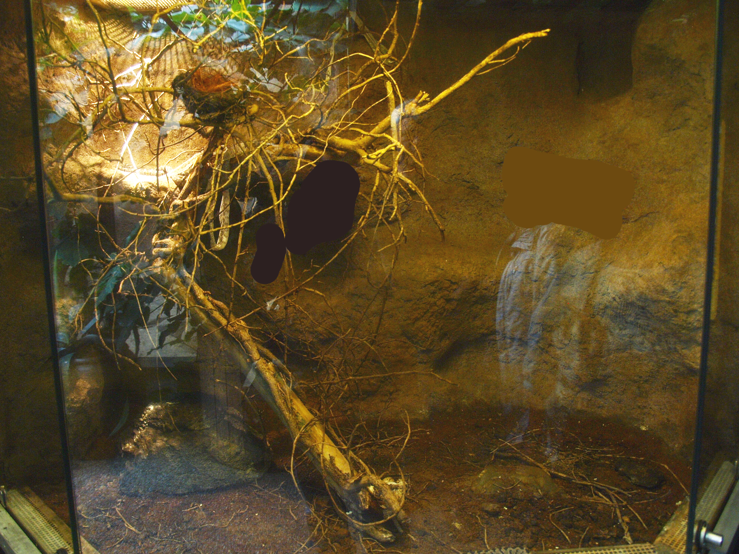 Africa House - Egg-eating snake terrarium, 2015-07-19