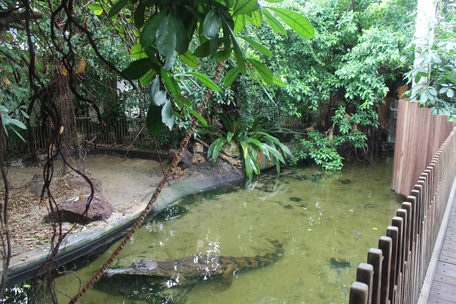 Africa House - Exhibit for African slender-snouted crocodiles