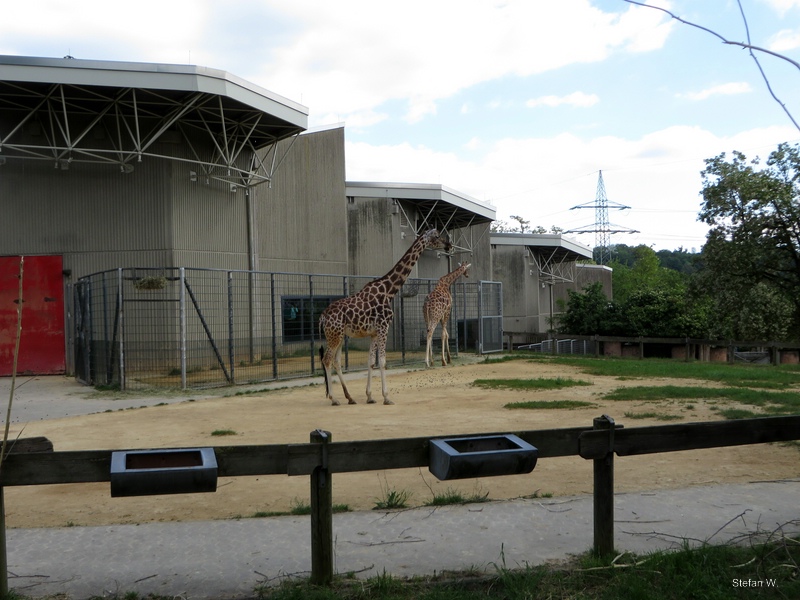 Africa House - Giraffe (2014)