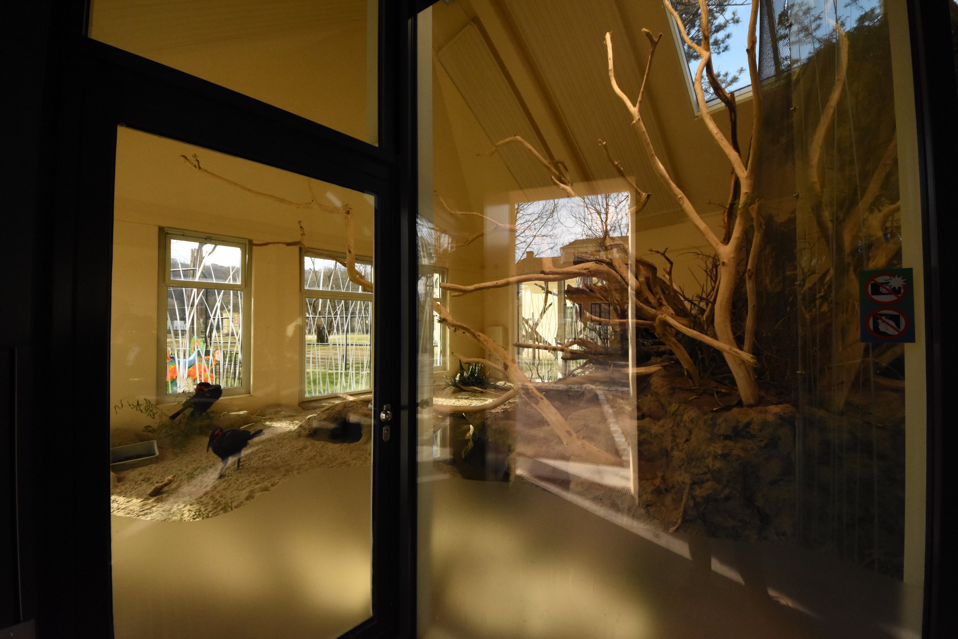 Africa house - Ground hornbills