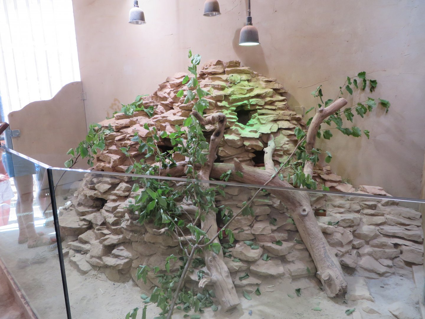 Africa house - Gundi enclosure