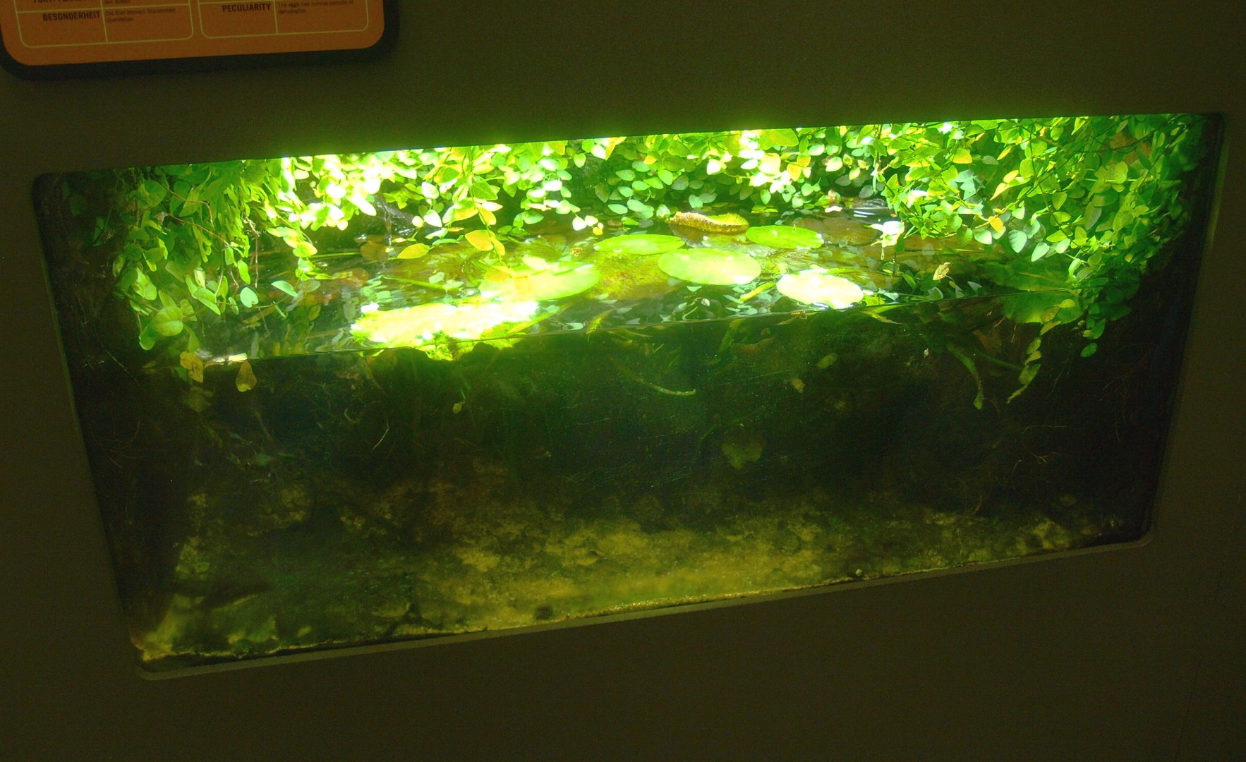 Africa House - Killifish tank, 2015-07-19