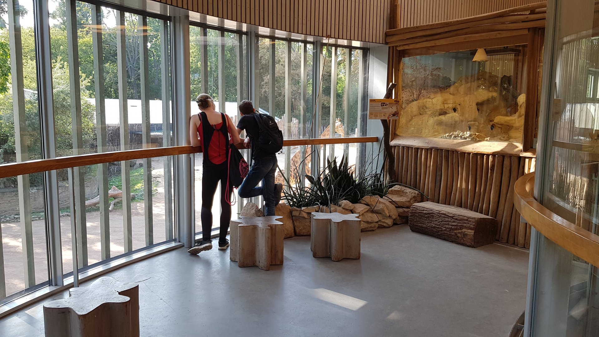 Africa house - Kordofan giraffe