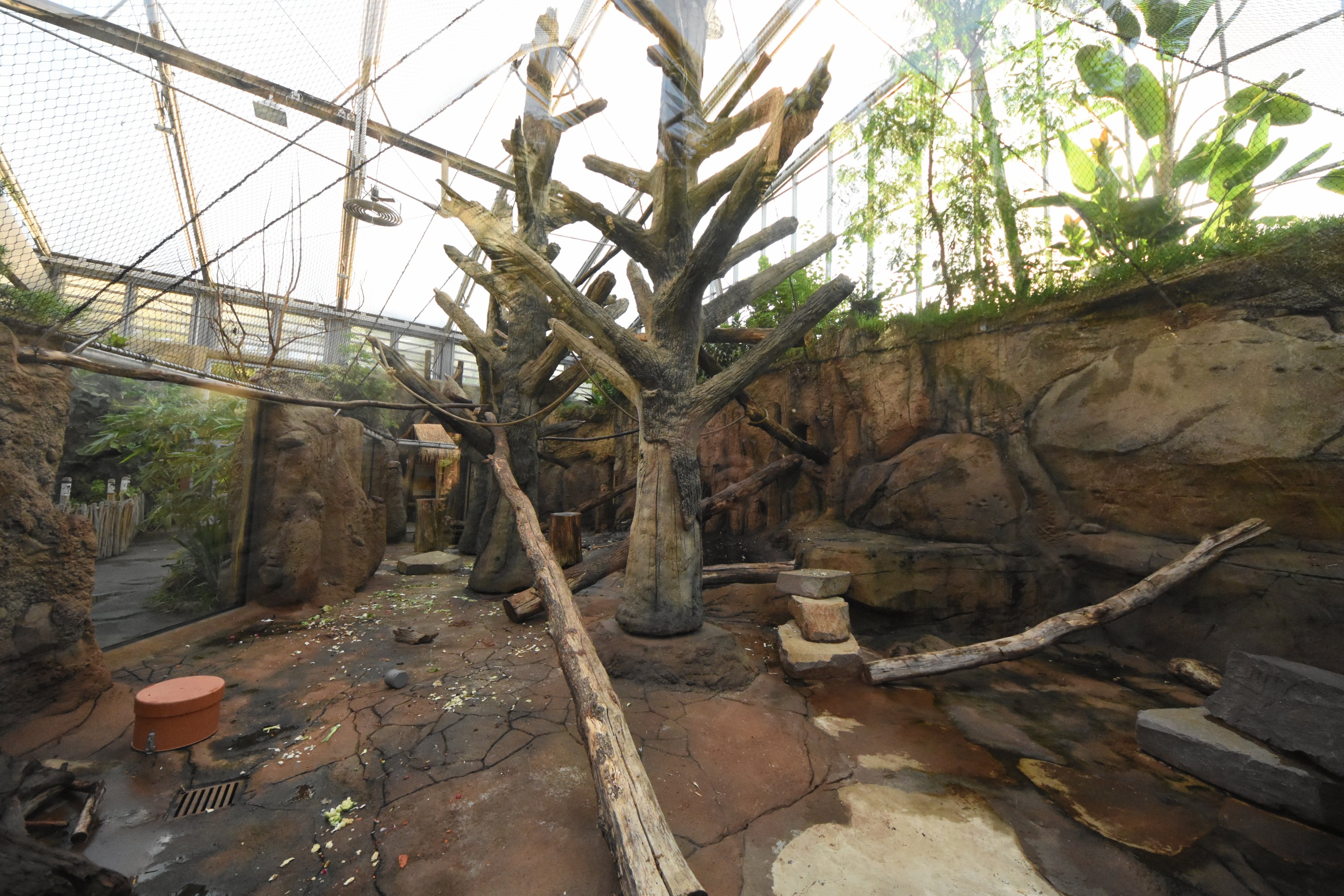 Africa house - Mandrill indoor enclosure