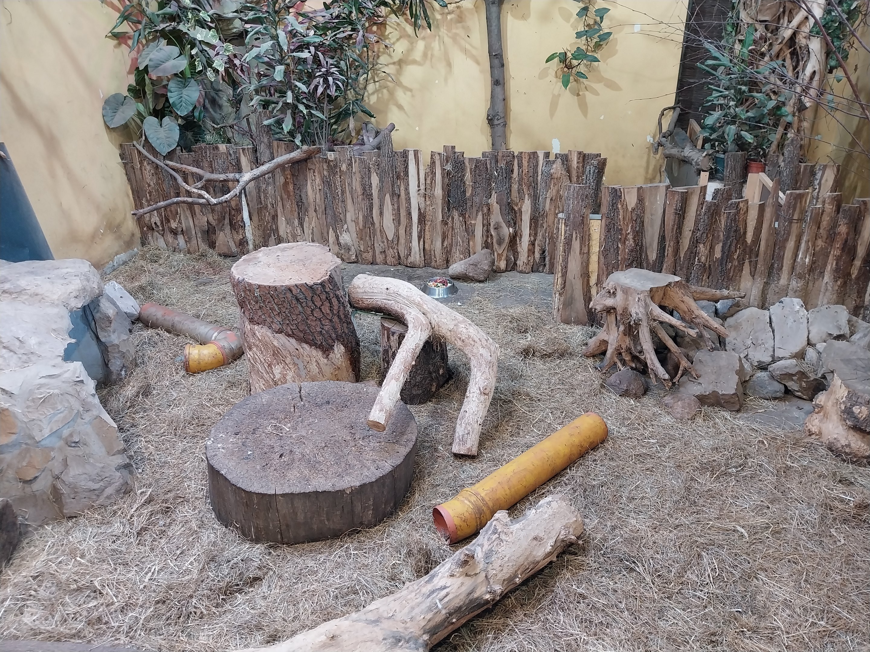 Africa House - Meerkat (Suricata suricatta)