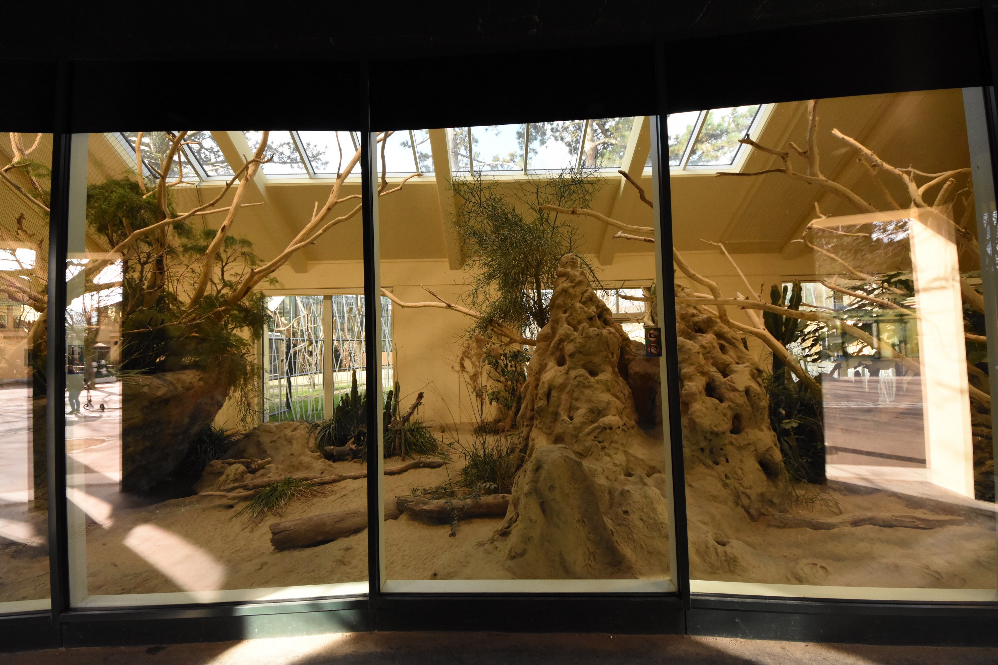 Africa house - Mongoose + hornbill