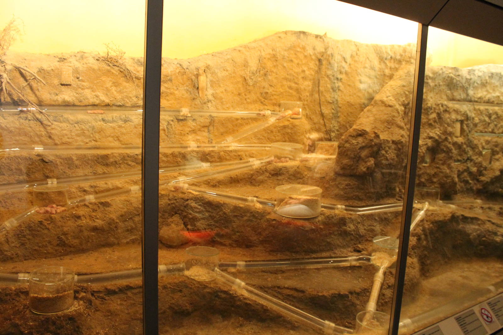 Africa House - Naked mole-rat exhibit