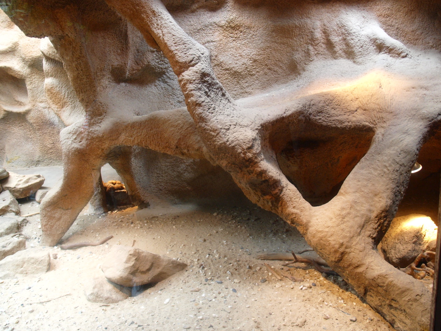 Africa House - Part of dwarf mongoose exhibit, 2015-07-19