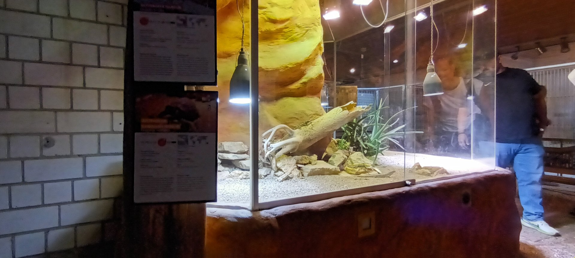 Africa House: part of Egyptian Tortoise, Starred Agama and two coloured Skink Habitat