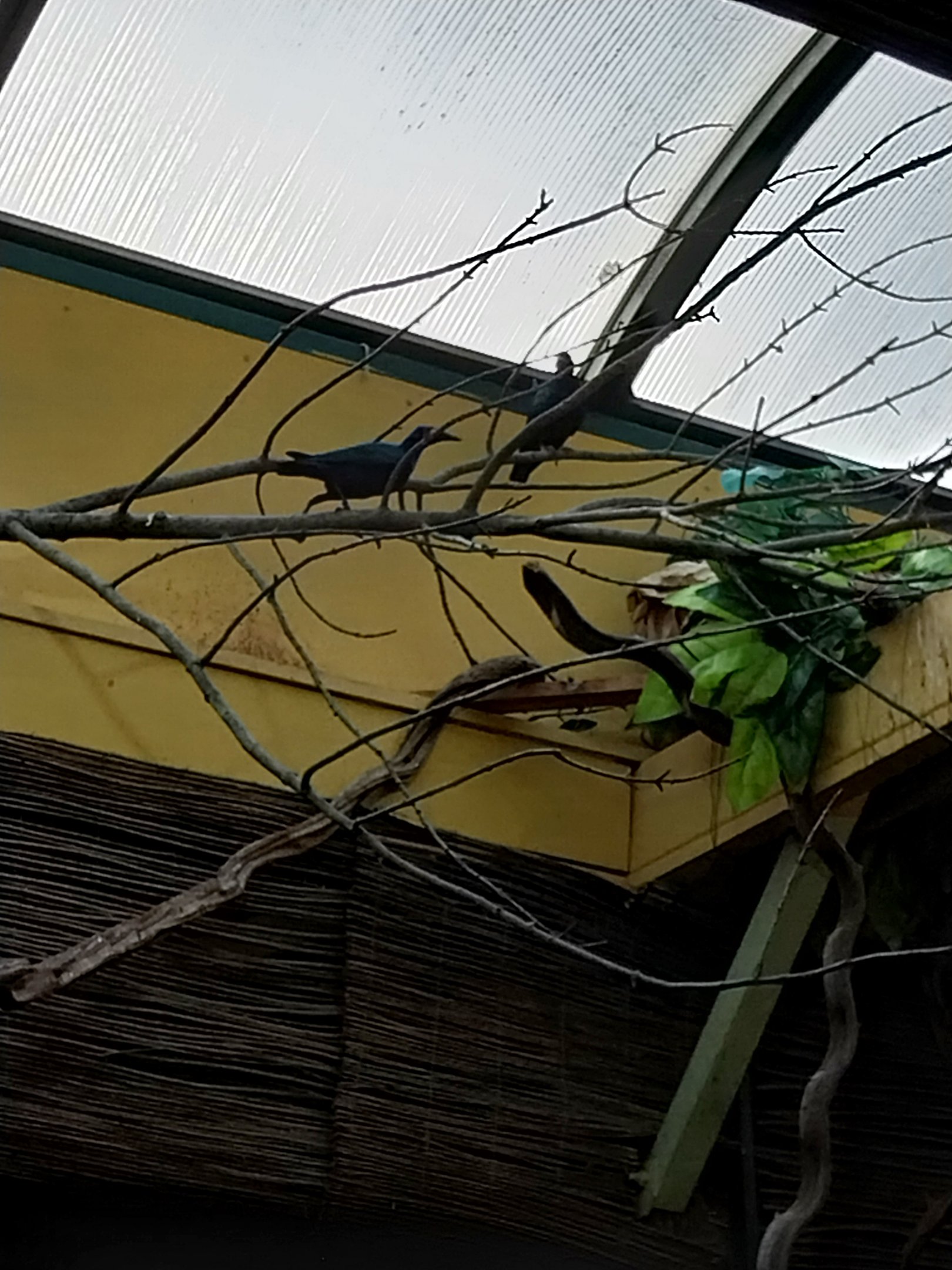 Africa House - Purple glossy-starling (Lamprotornis purpureus)