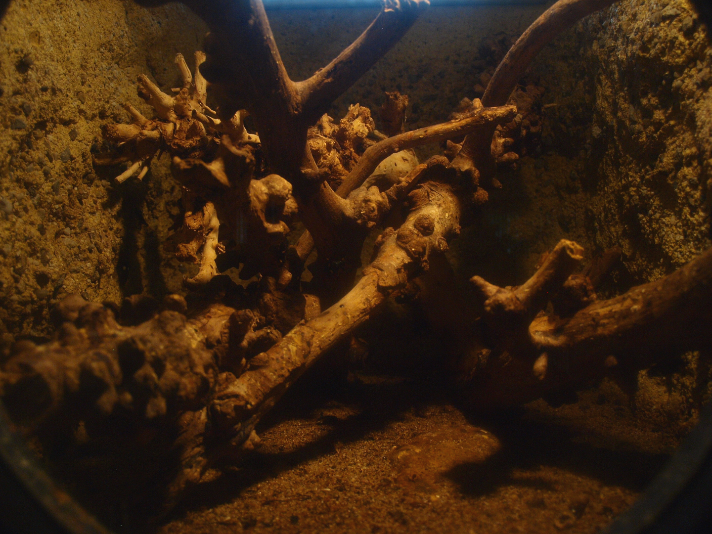 Africa House - Scorpion terrarium, 2015-07-19
