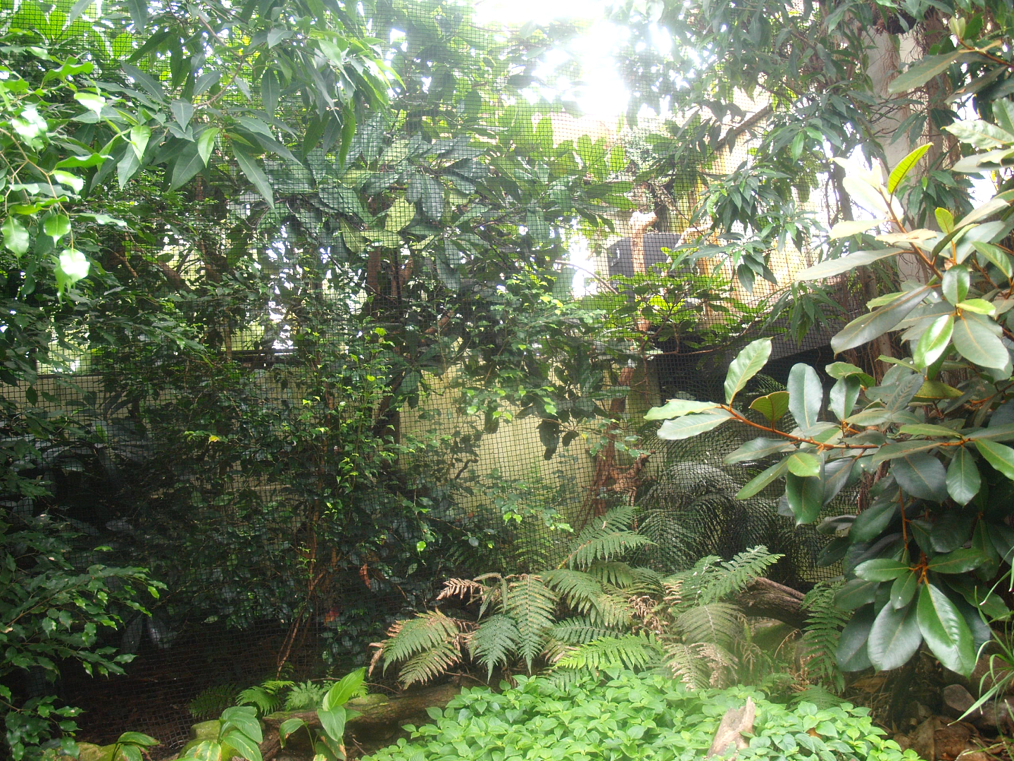 Africa House - Silvery-cheeked hornbill aviary, 2015-07-19