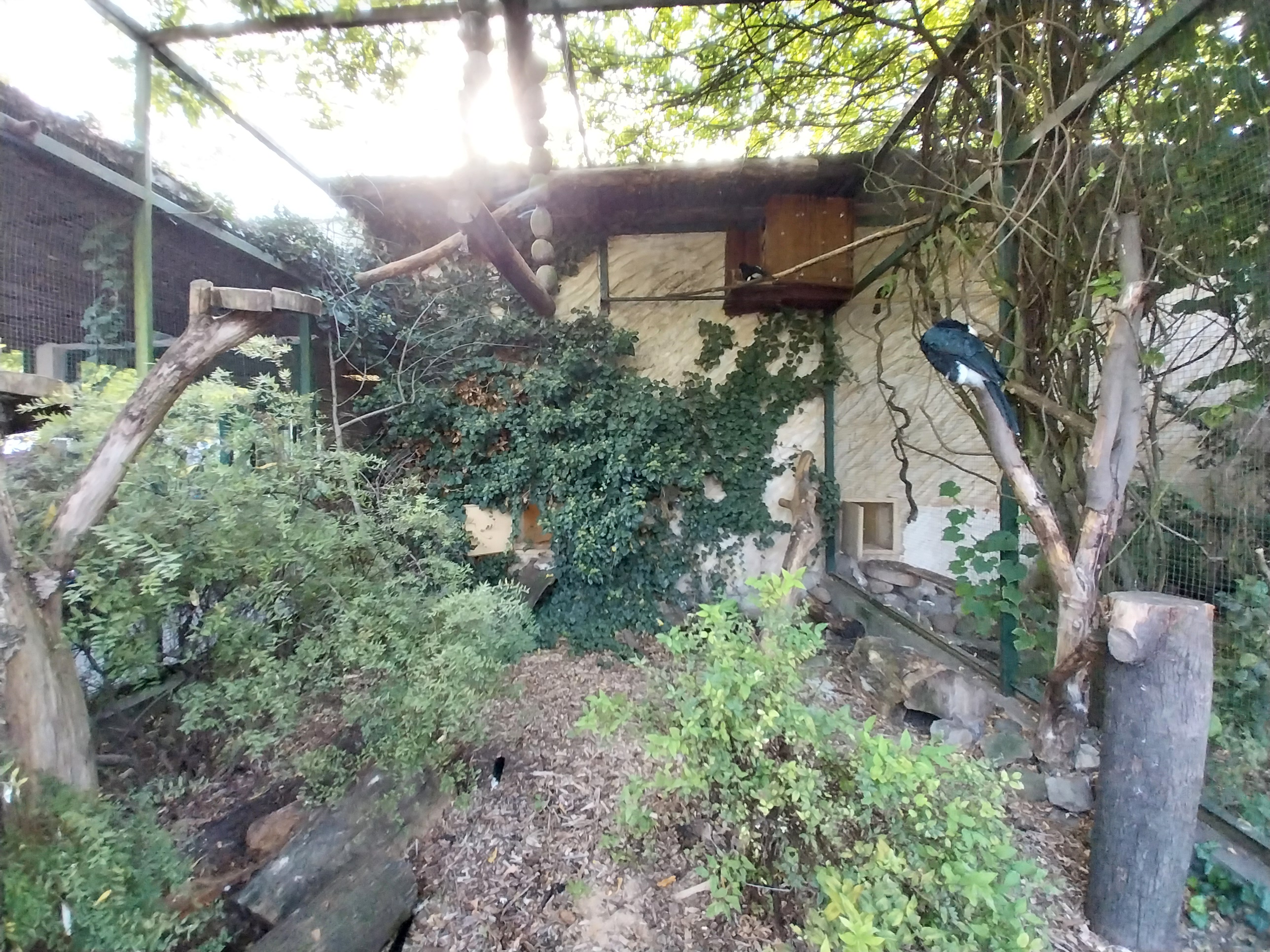 Africa House - Silvery-cheeked hornbill (Bycanistes brevis)