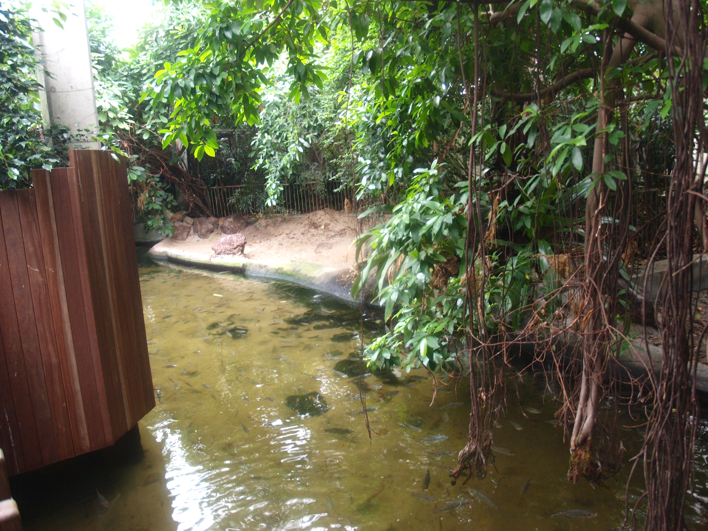 Africa House - Slender-snouted crocodile exhibit, 2015-07-19