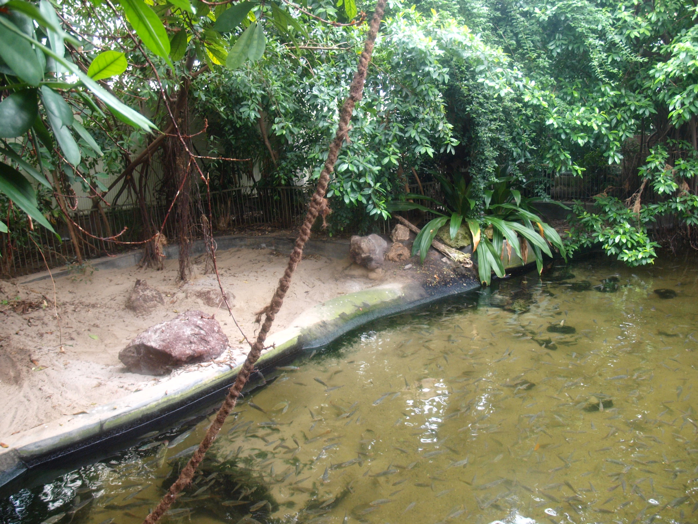 Africa House - Slender-snouted crocodile exhibit, 2015-07-19