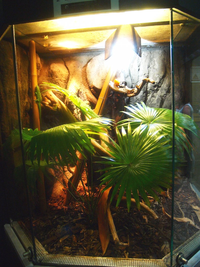 Africa House - Terrarium, 2015-07-19