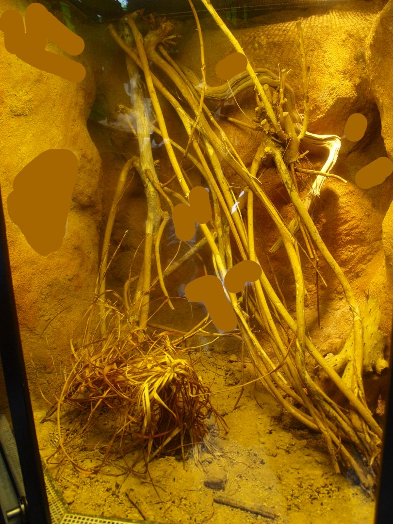 Africa House - Terrarium, 2015-07-19