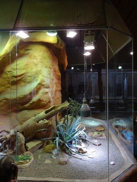 Africa house; terrarium for Egyptian tortoise and black hardun