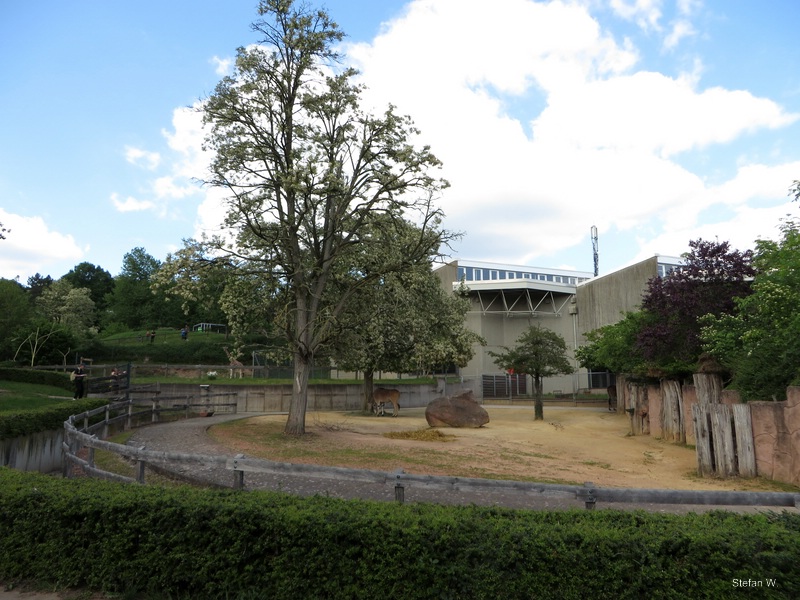 Africa House - Zebras (2014)