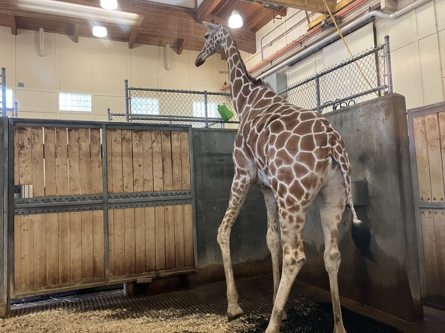 Africa - Indoor Giraffe Exhibit