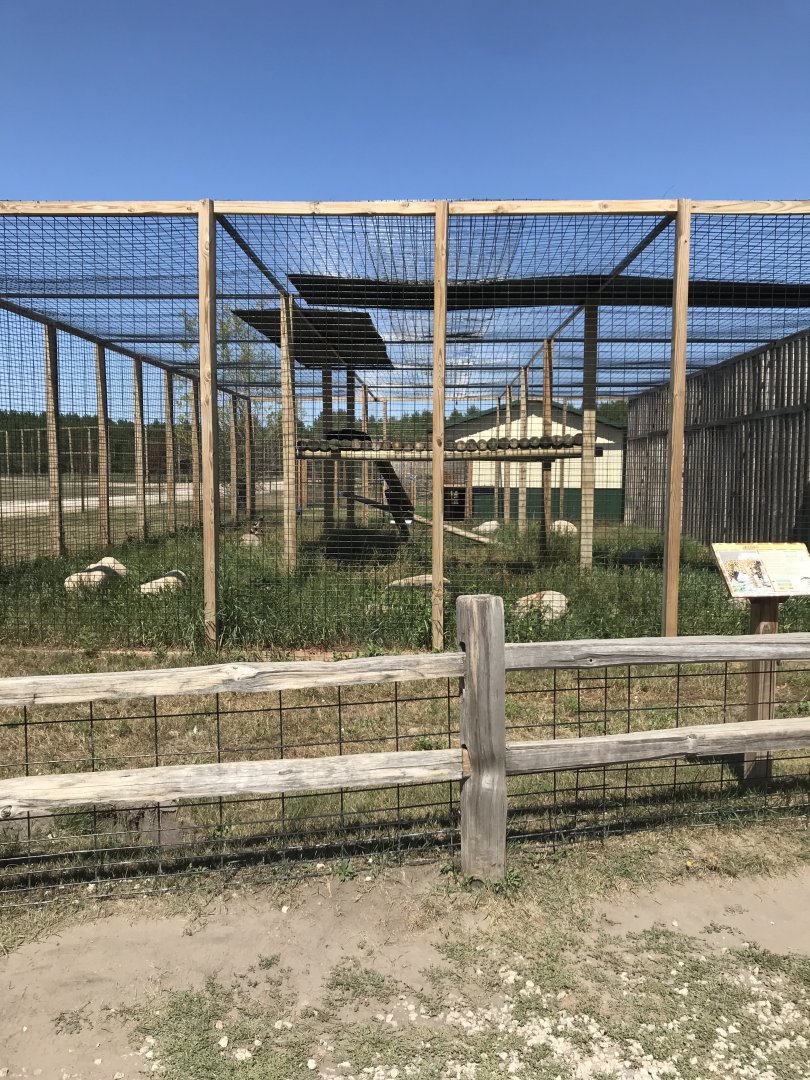 “Africa”- Jaguar exhibit