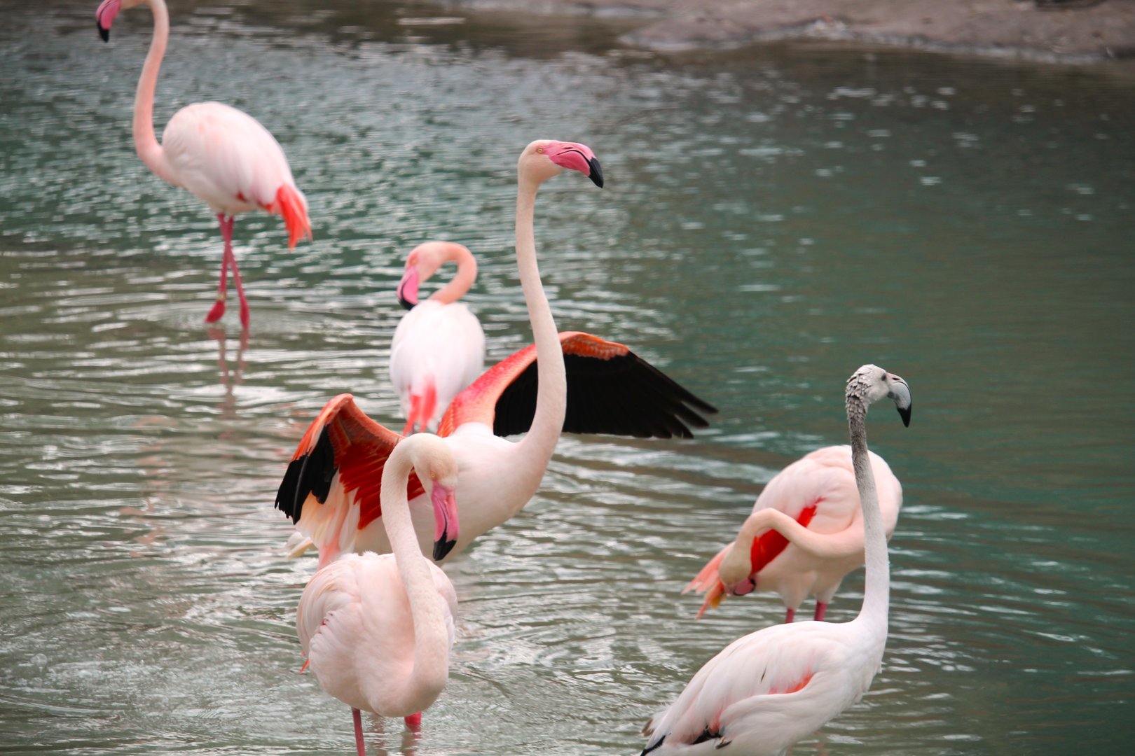 Africa - Kilimanjaro Safaris - Greater Flamingos