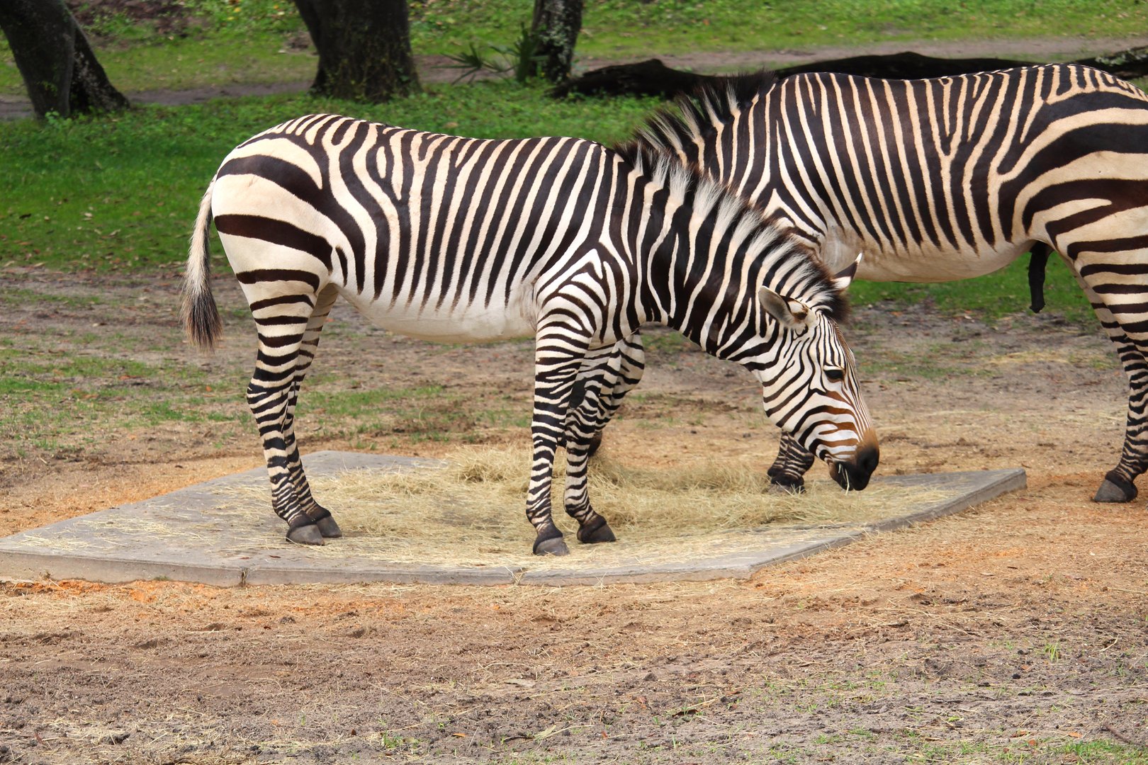 Africa - Kilimanjaro Safaris - Hartmann's Mountain Zebra