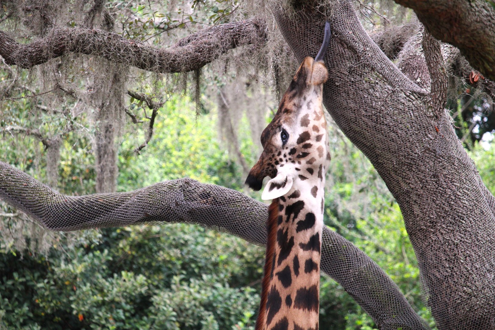 Africa - Kilimanjaro Safaris - Masai Giraffe