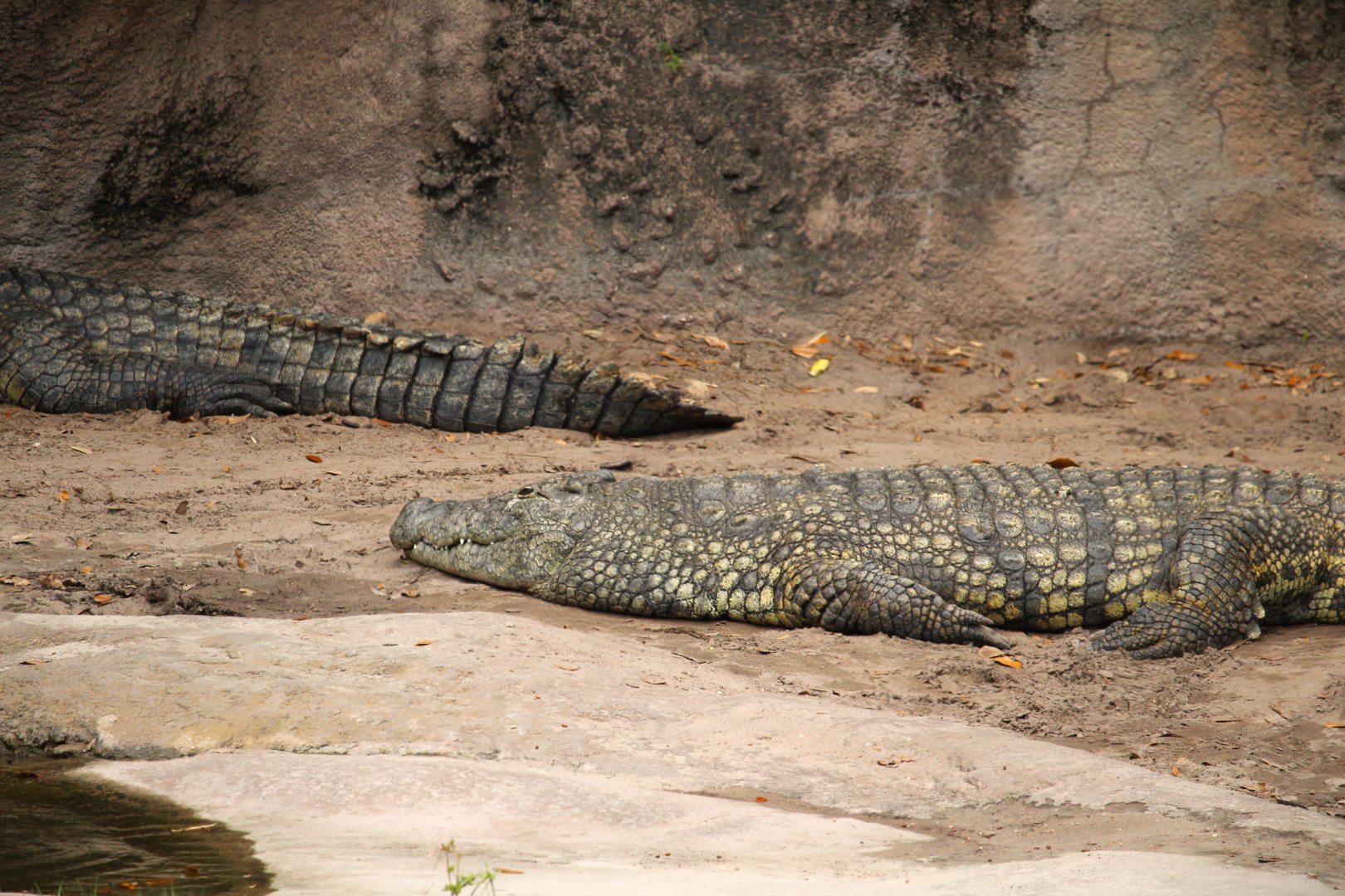 Africa - Kilimanjaro Safaris - Nile Crocodile