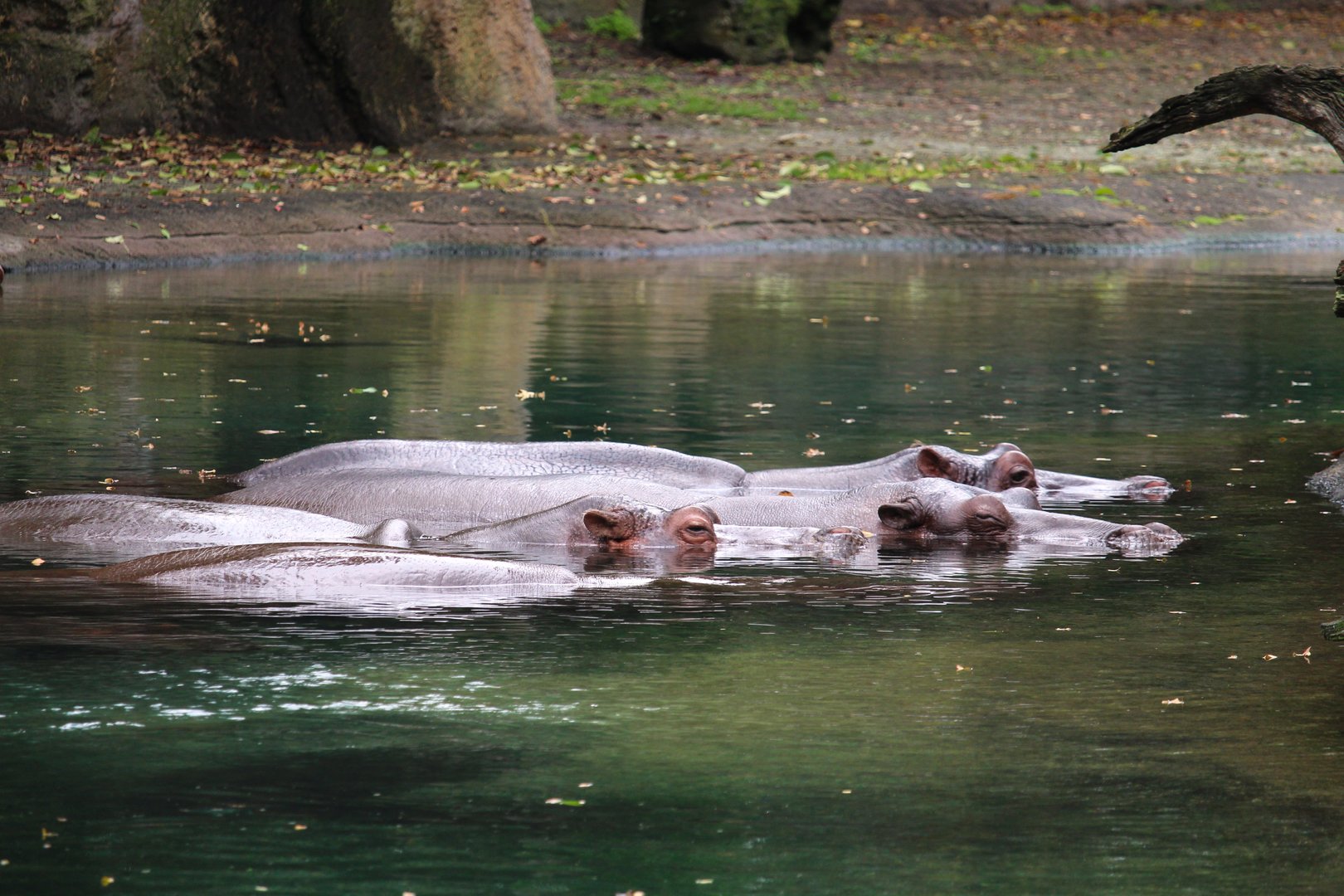 Africa - Kilimanjaro Safaris - Nile Hippopotamuses