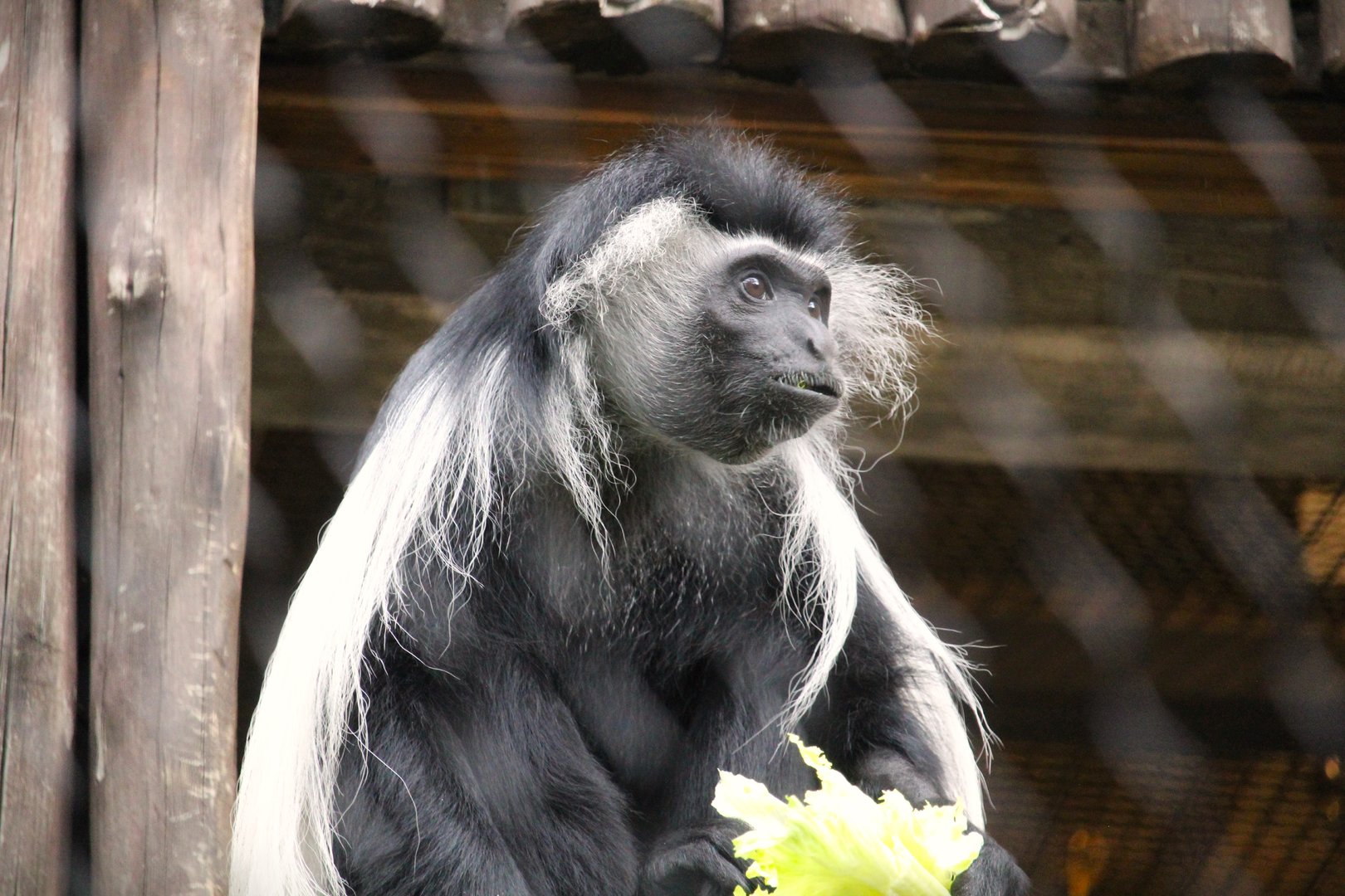 Africa - Kilimanjaro Safaris - Peter's Angola Colobus