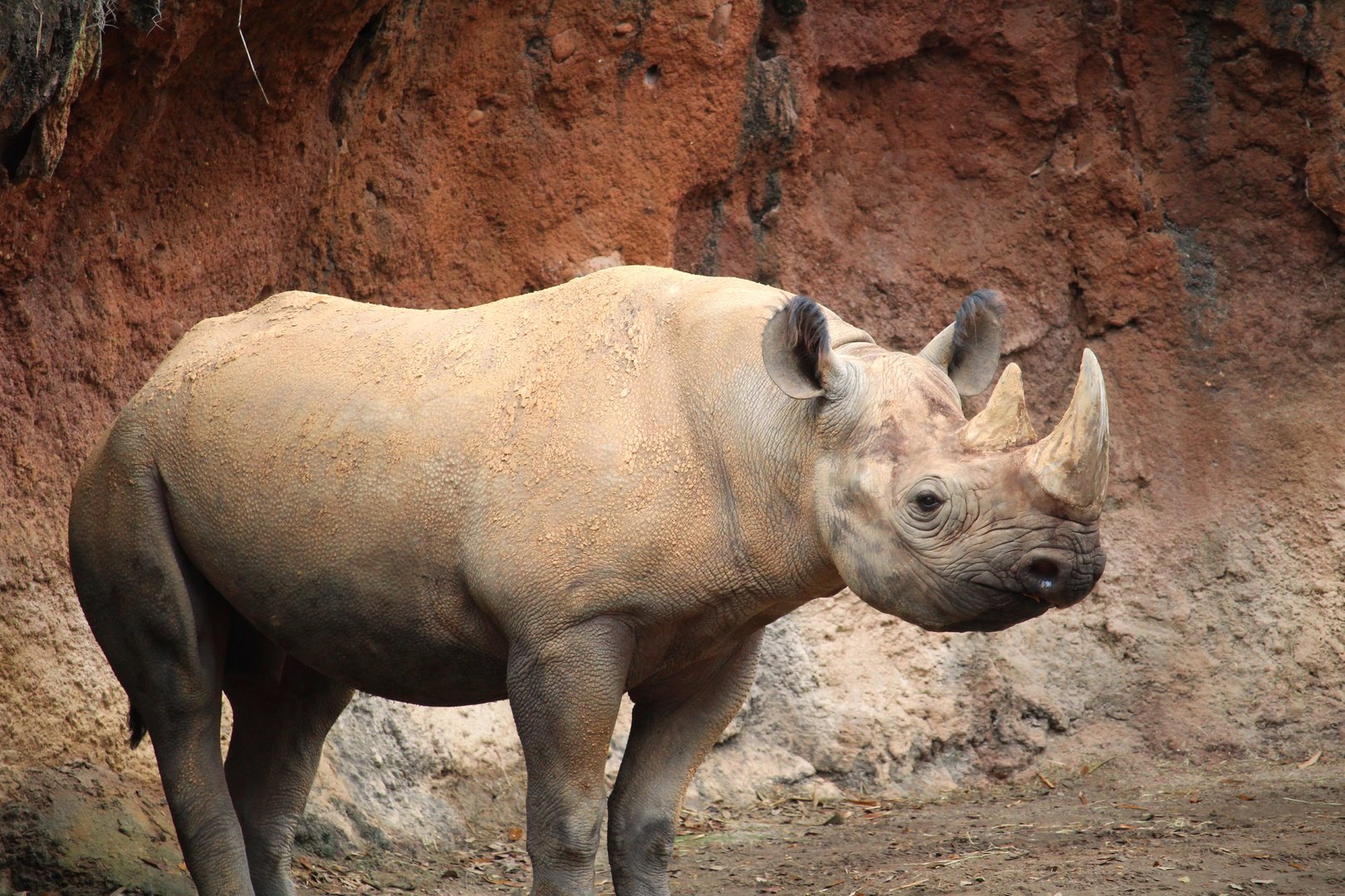 Africa - Kilimanjaro Safaris - South-central Black Rhinoceros