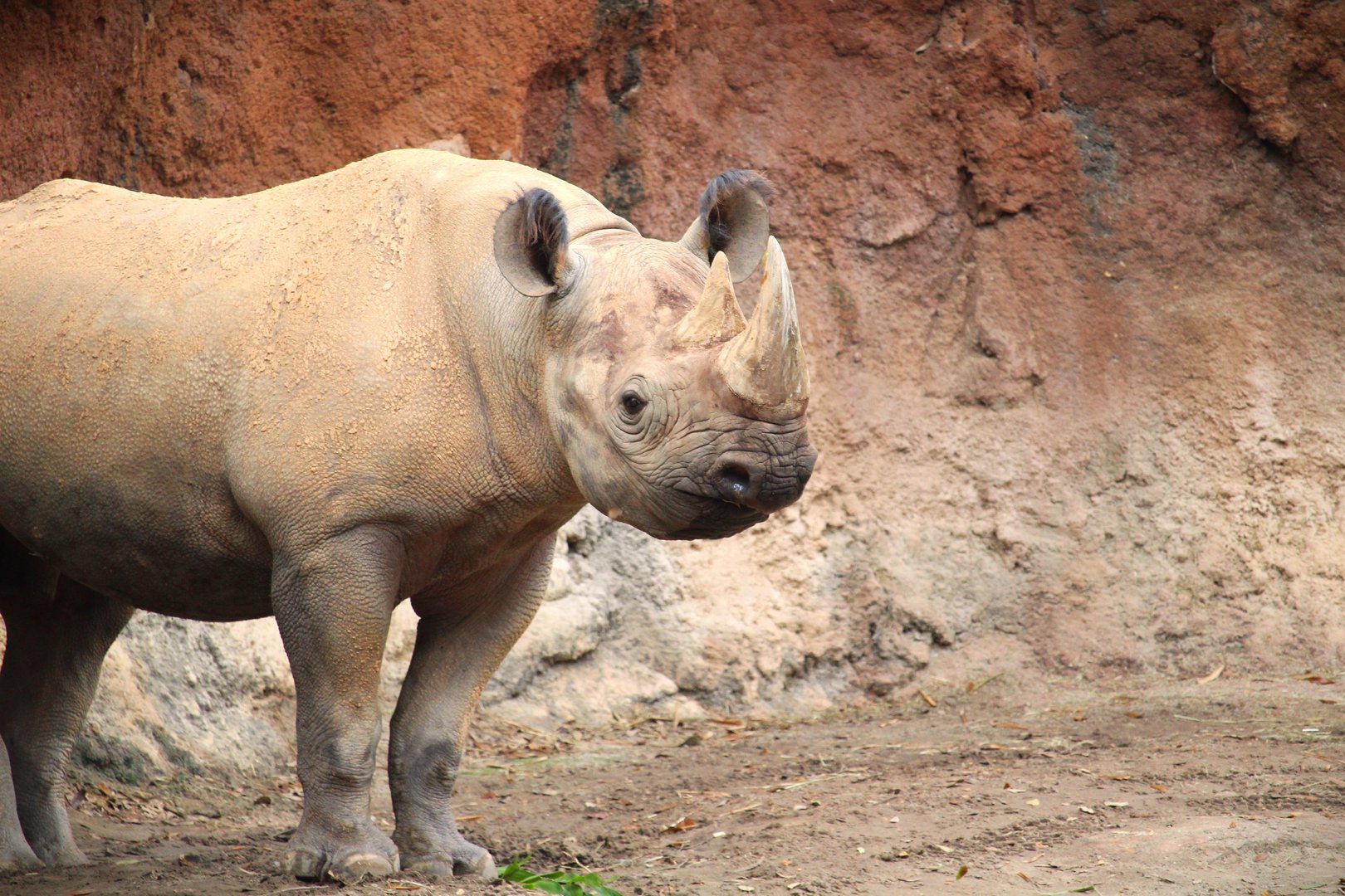 Africa - Kilimanjaro Safaris - South-central Black Rhinoceros
