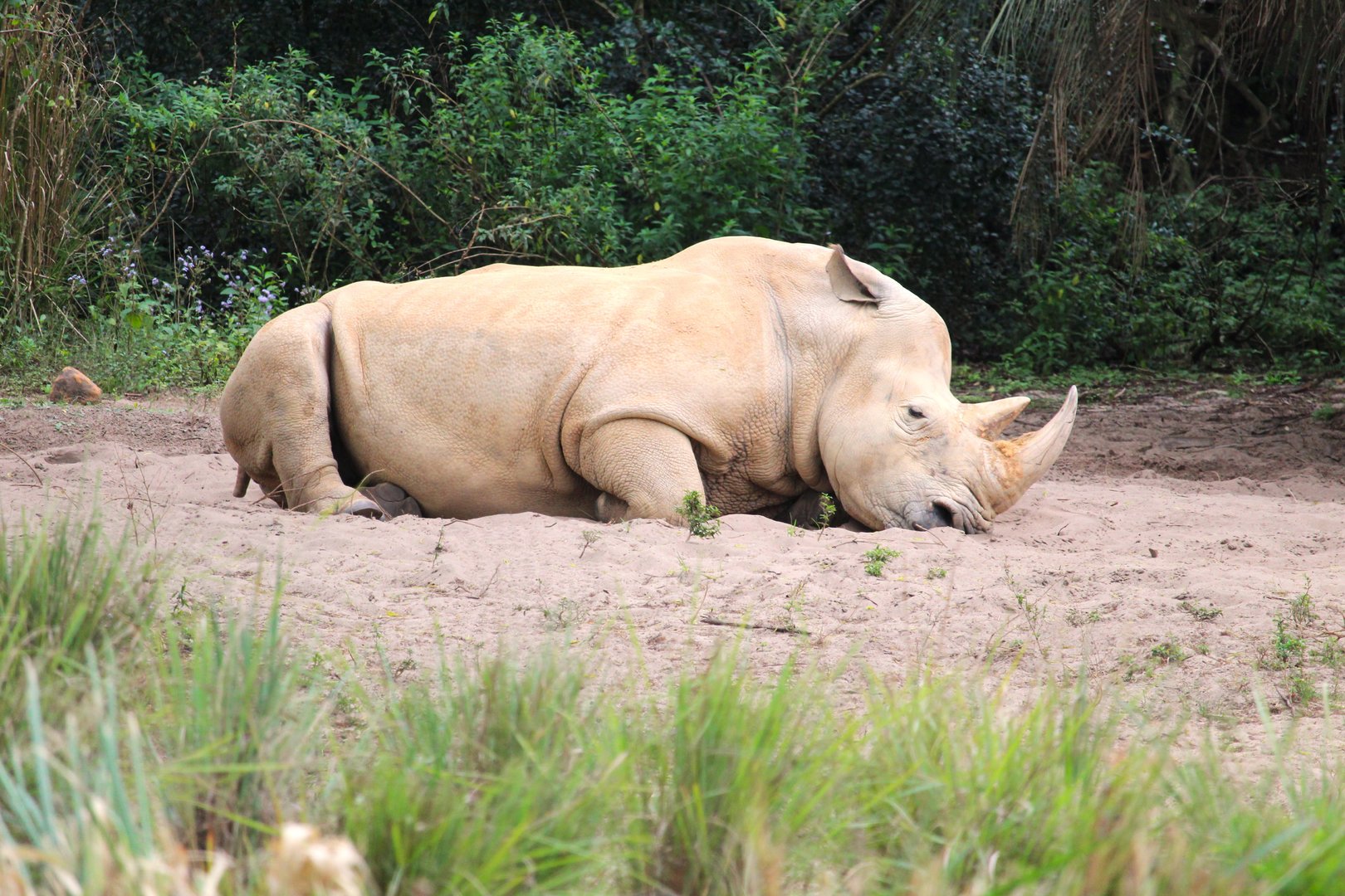 Africa - Kilimanjaro Safaris - Southern White Rhinoceros