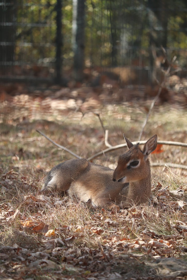 Africa - Kirk's Dik-Dik