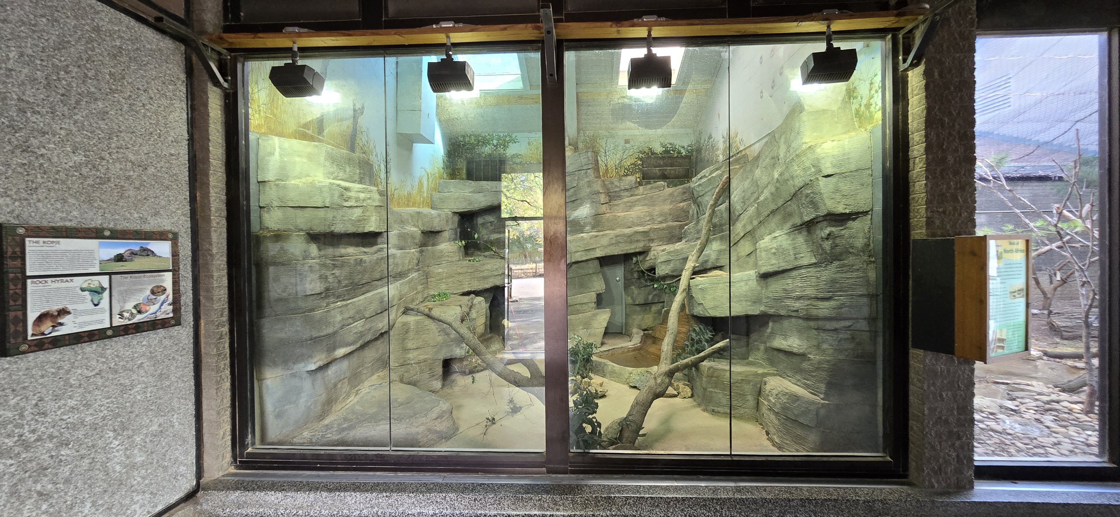 Africa - Kopje with hyrax (inside the giraffe house)