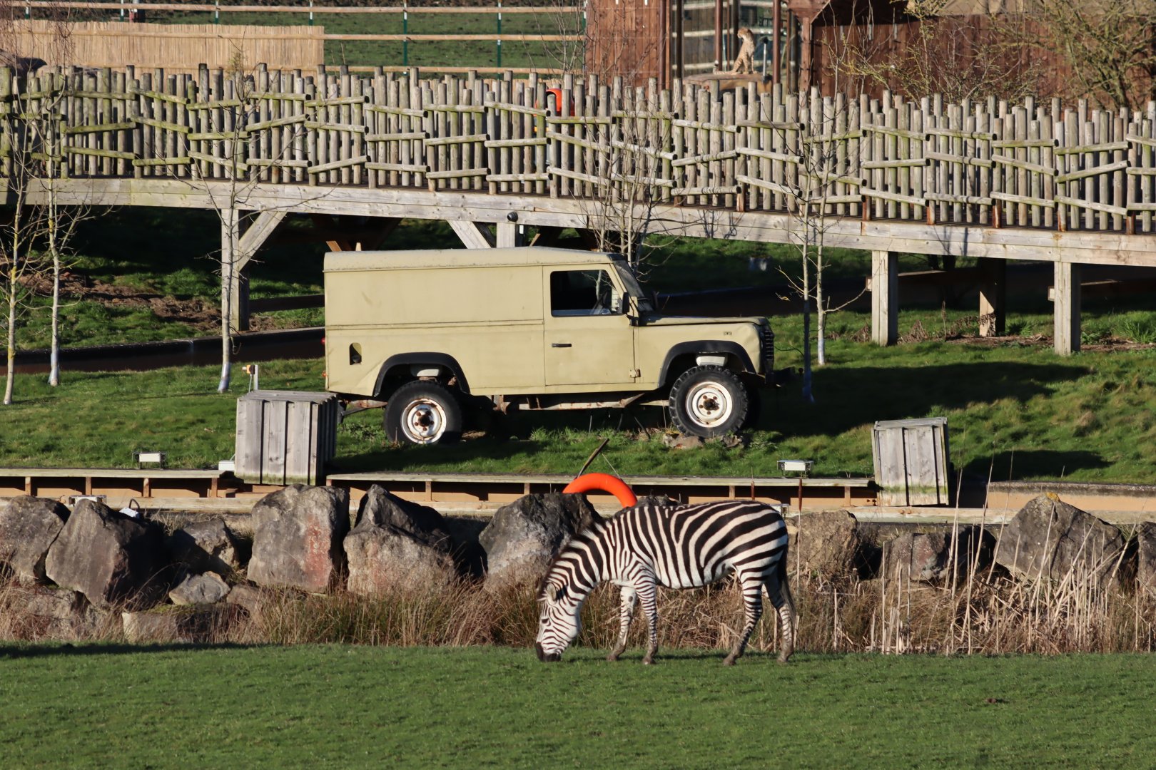 'Africa' Land rovers, Plains Zebra and Cheetah - 19 January 2020