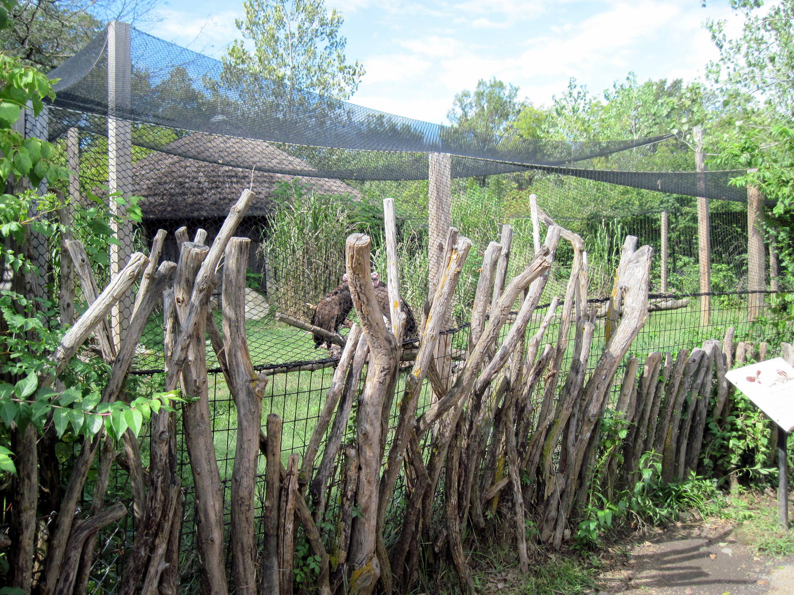 Africa-Lappet-faced Vulture Exhibit