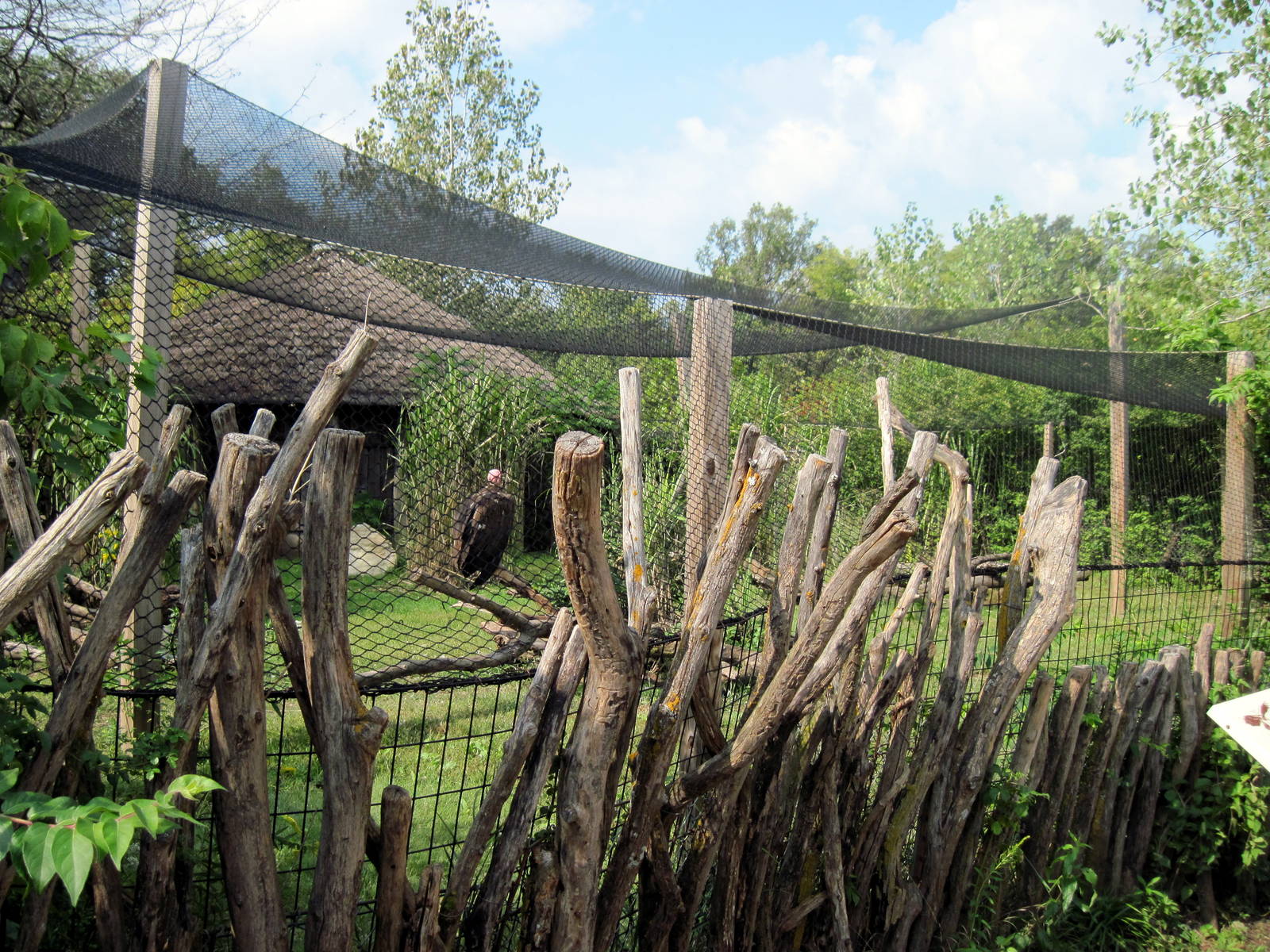 Africa-Lappet-faced Vulture Exhibit