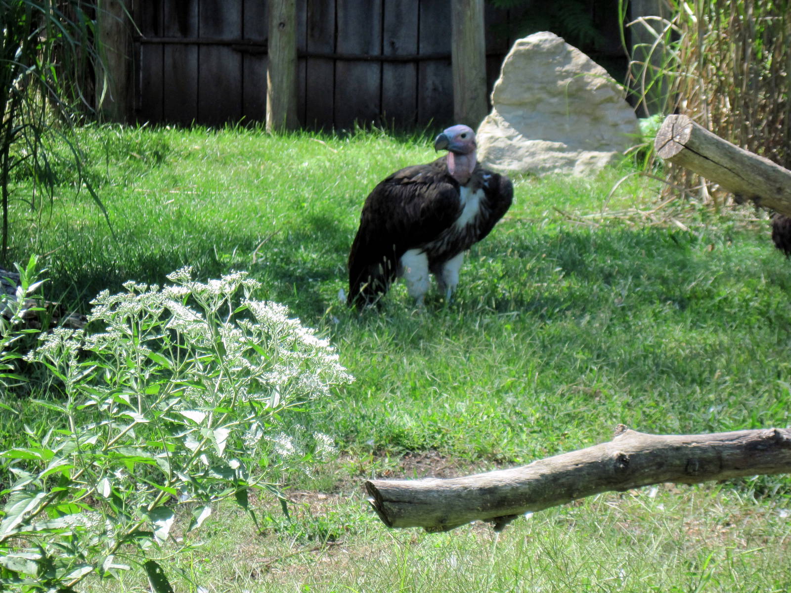 Africa-Lappet-faced Vulture