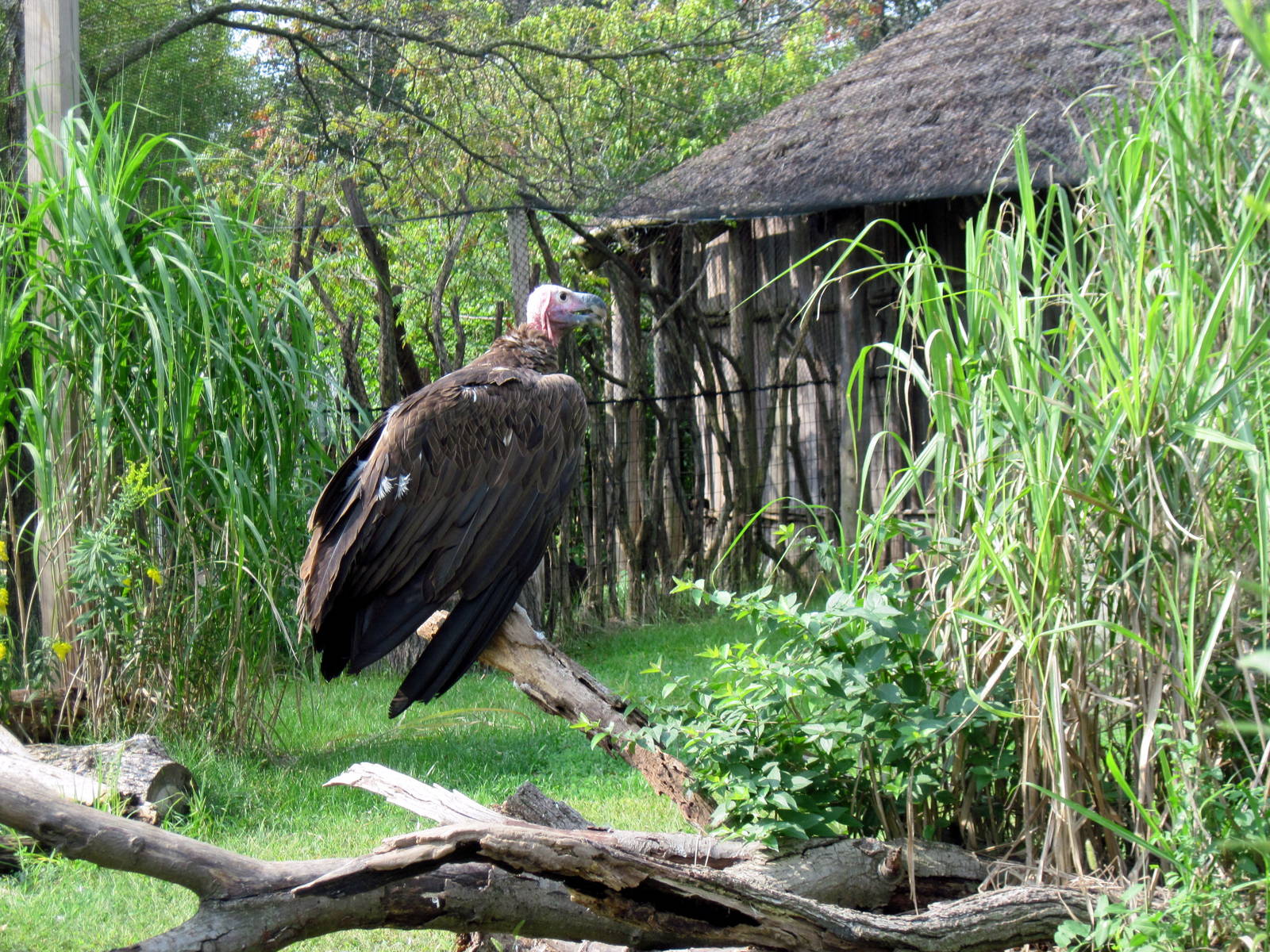 Africa-Lappet-faced Vulture