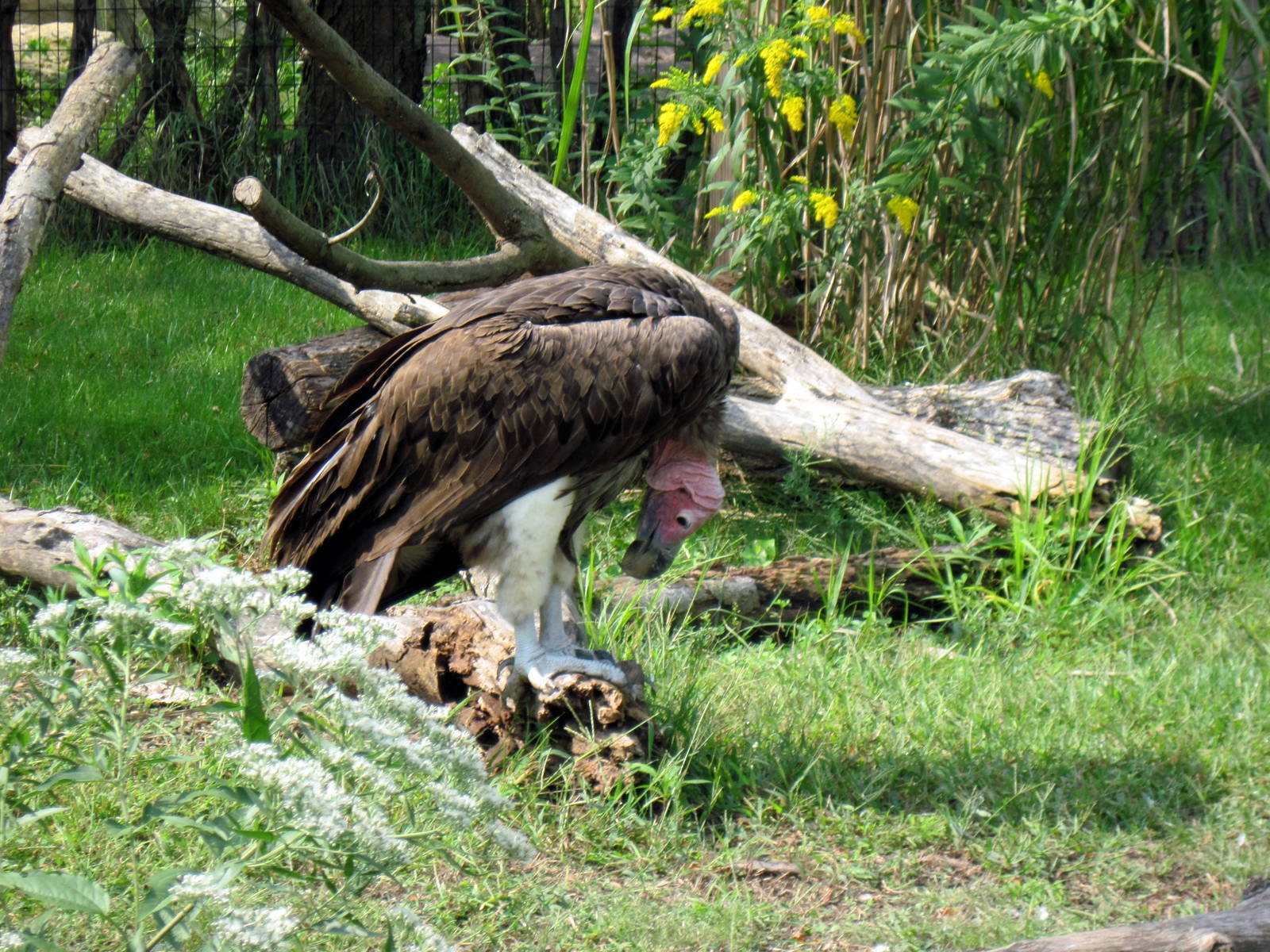 Africa-Lappet-faced Vulture