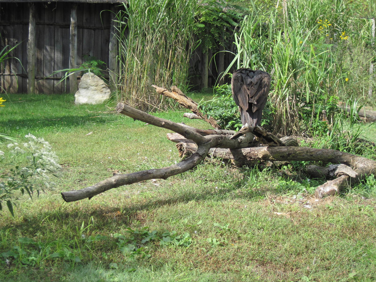 Africa-Lappet-faced Vulture