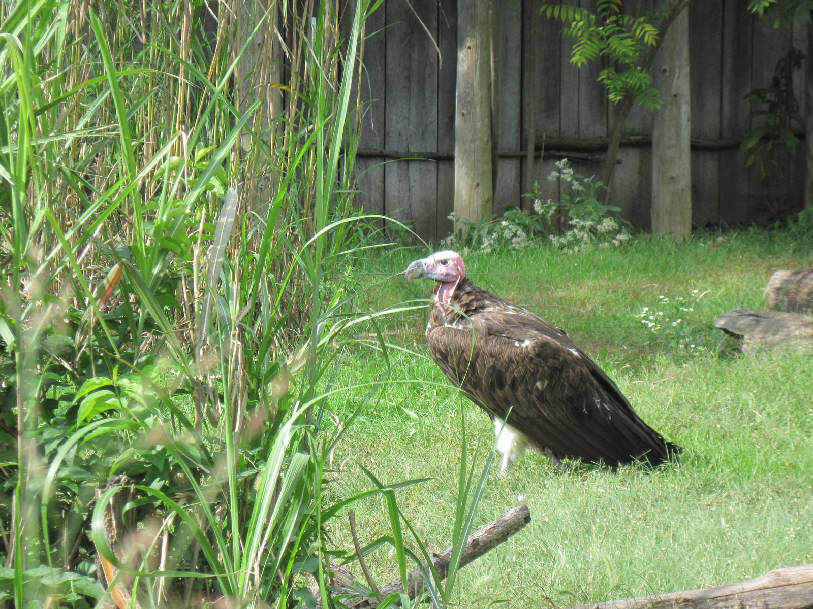 Africa-Lappet-faced Vulture