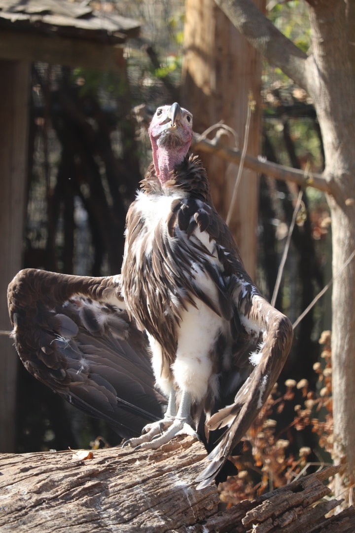 Africa - Lappet-Faced Vulture