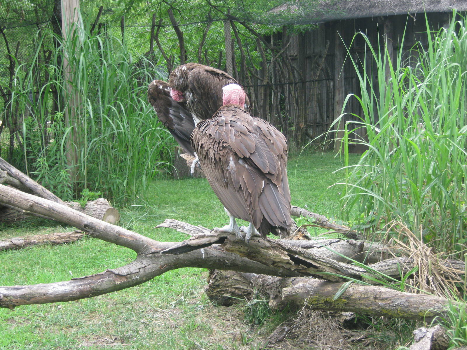 Africa-Lappet Faced Vultures