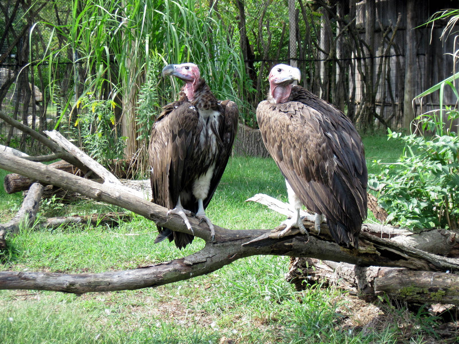 Africa-Lappet-faced Vultures