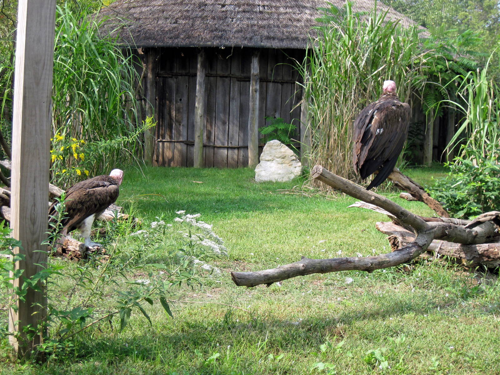 Africa-Lappet-faced Vultures