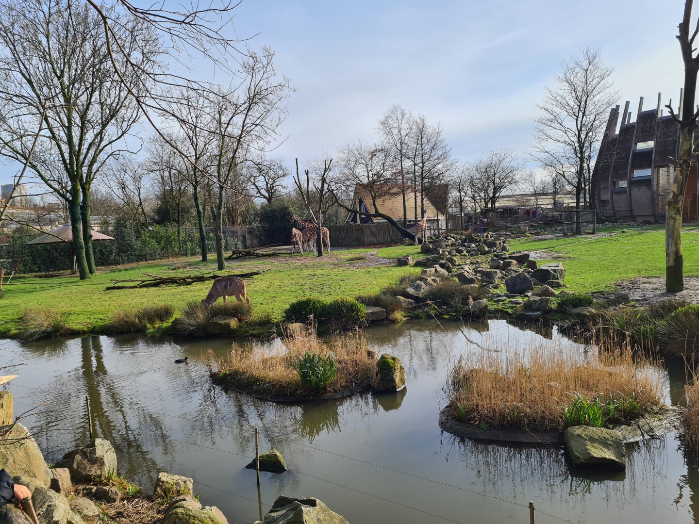 Africa - Larger Savannah enclosure